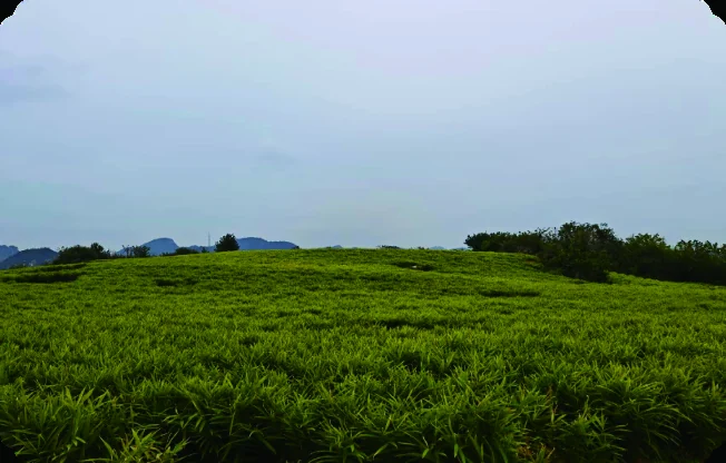 贵州镇宁农业种植基地