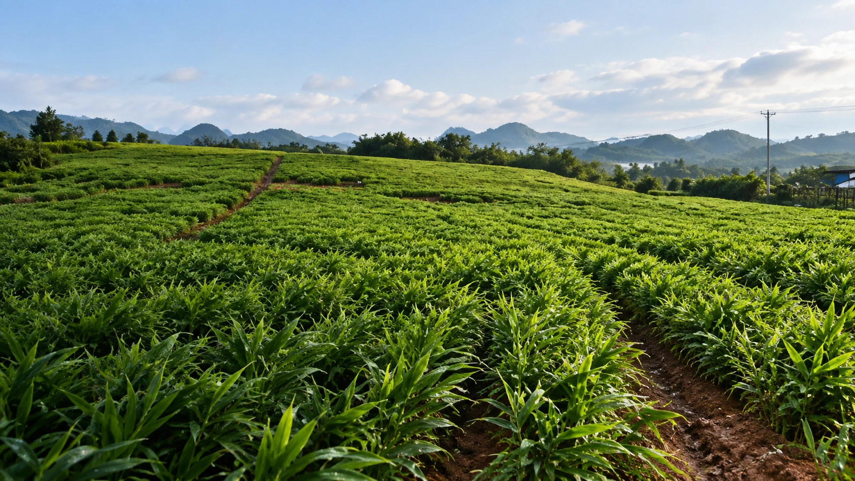 贵州镇宁山地农业种植基地晨景